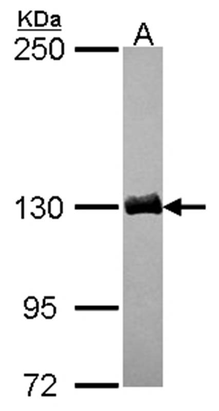 dynactin 1 antibody