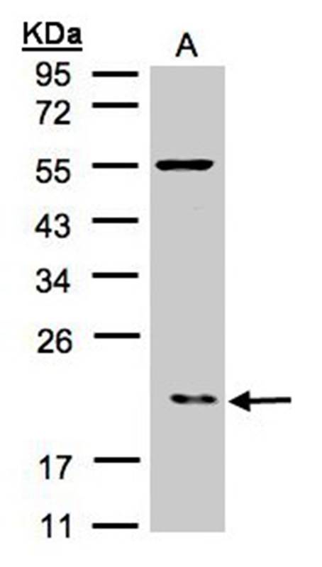 p21-ARC antibody
