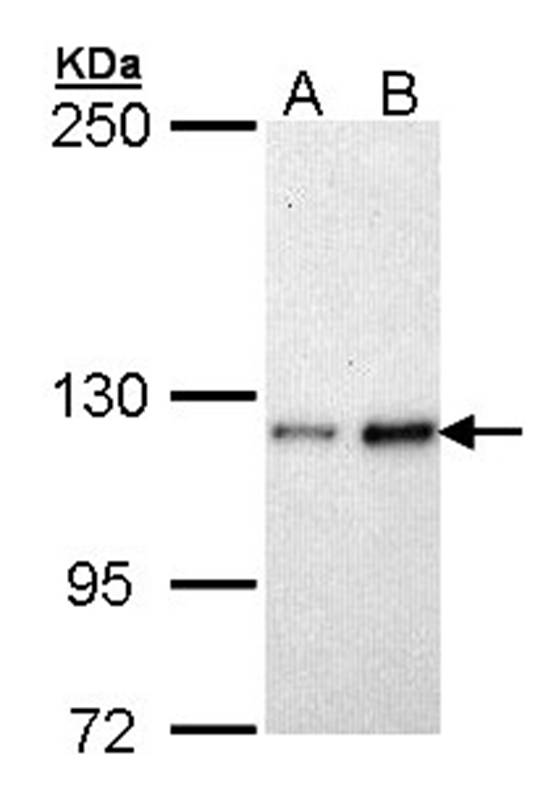 Fibulin-2 antibody