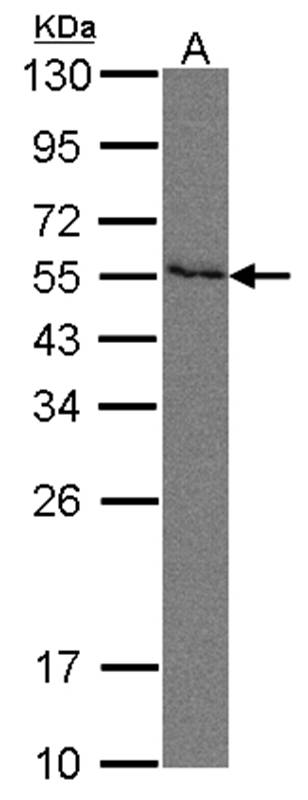 Nectin 2 antibody