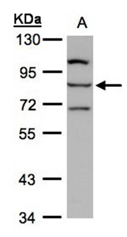 e-LOX-3 antibody
