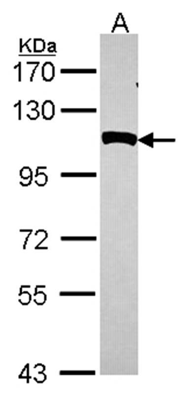 NPEPPS antibody