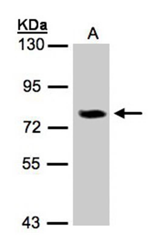 IL-17 receptor D antibody