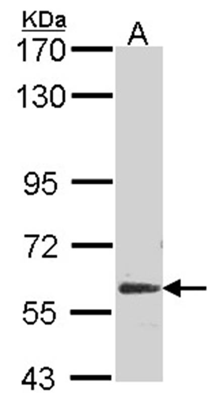 Glypican 5 antibody