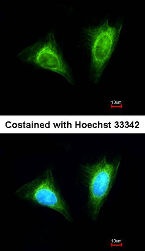 NKG2-A(CD159a) antibody