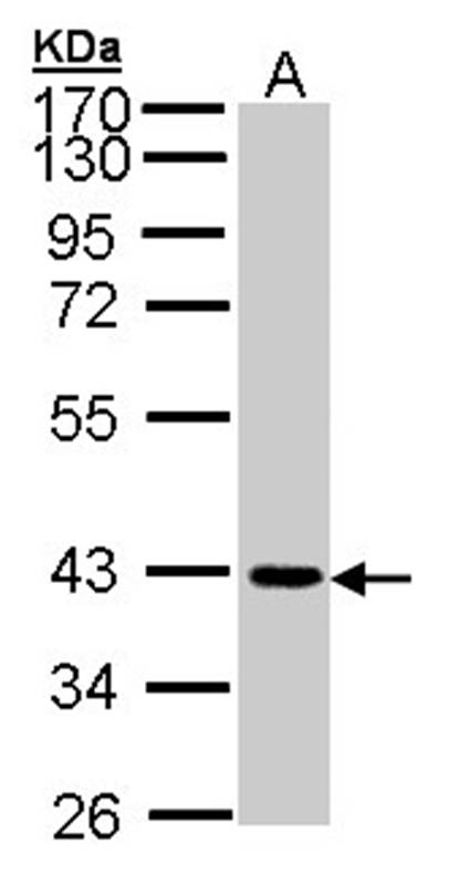 JAM-B antibody