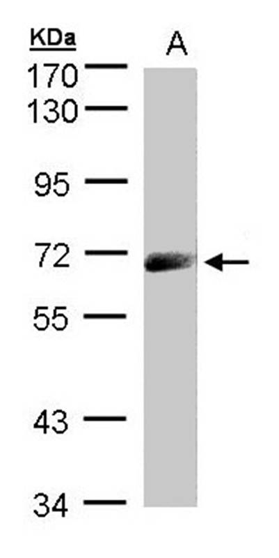IL-12Rbeta1 antibody