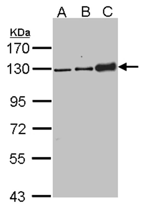 Desmoglein-2 antibody