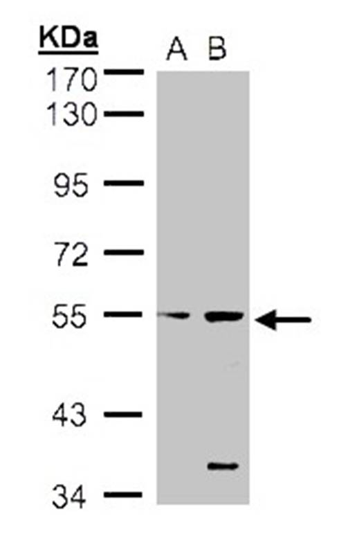 STYK1 antibody