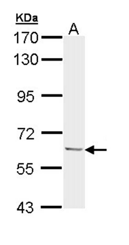 Ubiquilin-1 antibody
