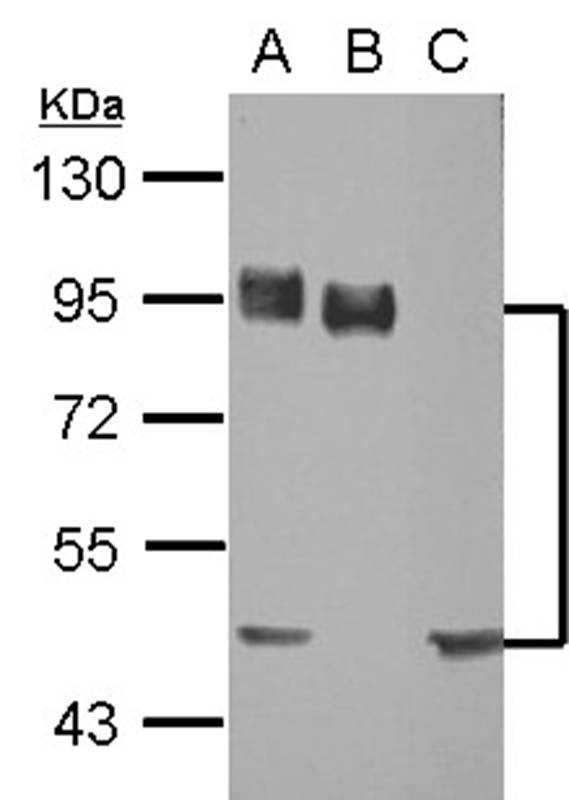 CD44 antigen isoform 4 antibody