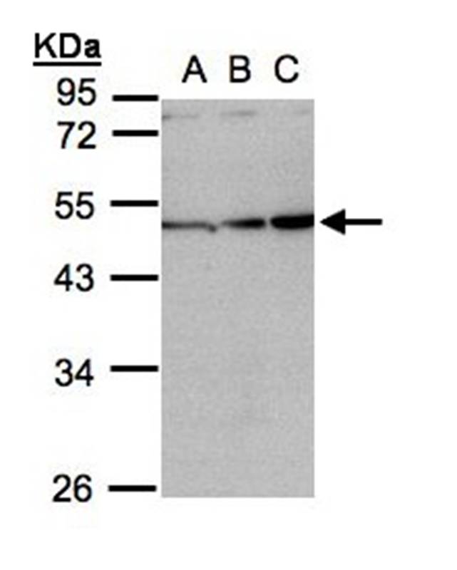 Inhibin beta-A antibody