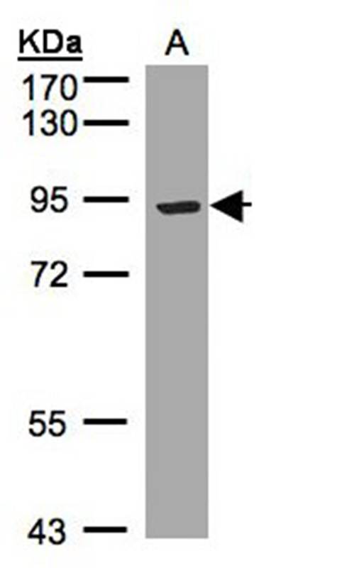 LRP12 antibody