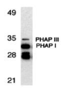 PHAP Antibody