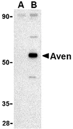 Aven Antibody