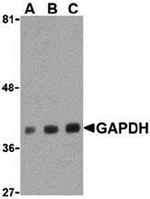 GAPDH Antibody