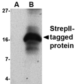 Strep-tag II Antibody