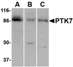 PTK7 Antibody