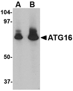 ATG16 Antibody
