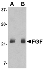 FGF4 Antibody