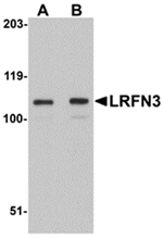 LRFN3 Antibody