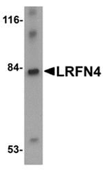 LRFN4 Antibody