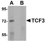 TCF3 Antibody