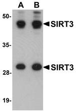 SIRT3 Antibody