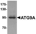 ATG9A Antibody