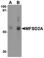 MFSD2A Antibody