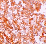 MFSD2A Antibody