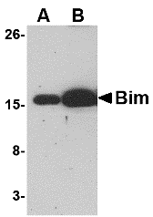 Bim Monoclonal Antibody