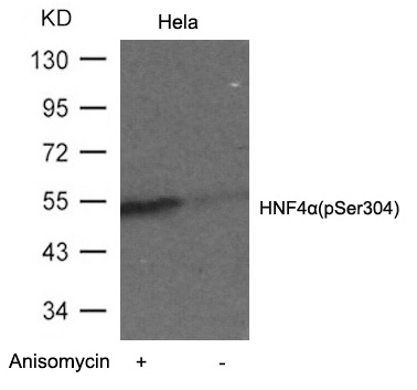 HNF4a(Phospho-Ser304) Antibody
