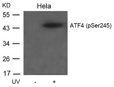 ATF4(Phospho-Ser245) Antibody