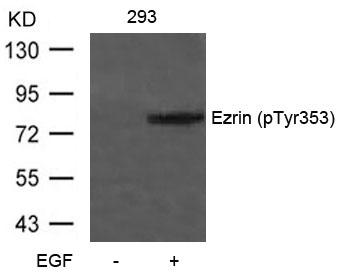 Ezrin(Phospho-Tyr353) Antibody