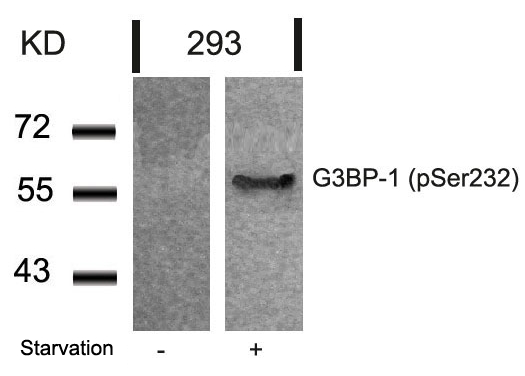 G3BP-1(Phospho-Ser232) Antibody
