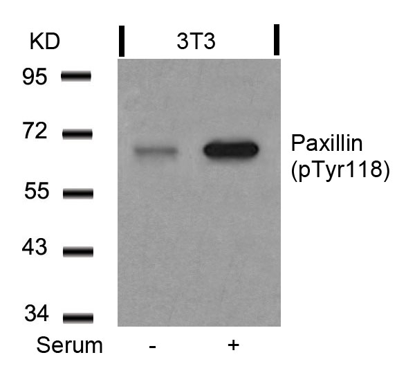 Paxillin(Phospho-Tyr118) Antibody
