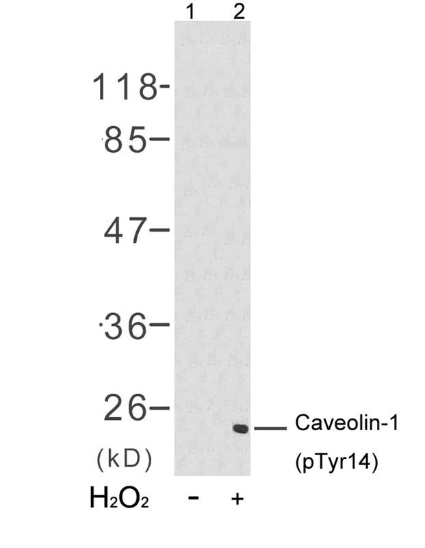 Caveolin-1(Phospho-Tyr14) Antibody