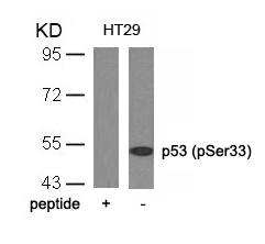 p53(Phospho-Ser33) Antibody