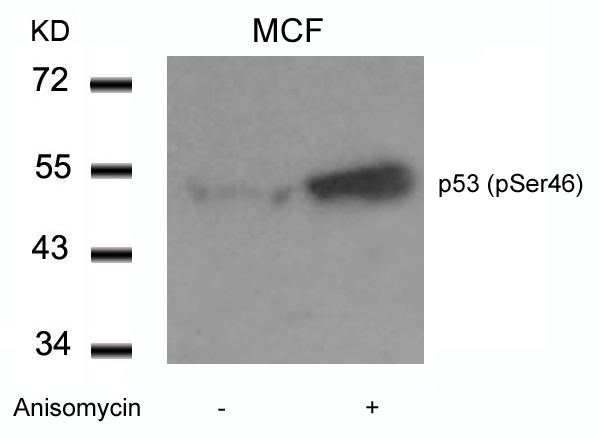 p53(Phospho-Ser46) Antibody