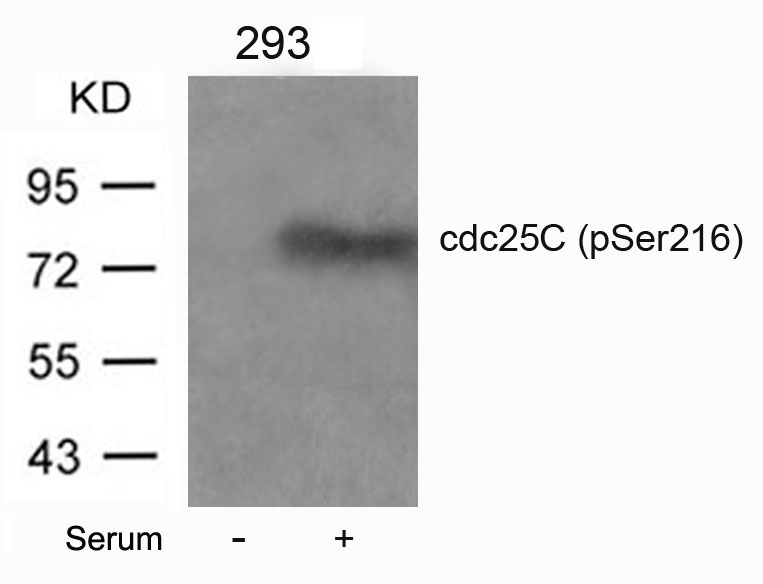 cdc25C(Phospho-Ser216) Antibody