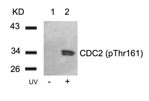 CDC2(Phospho-Thr161) Antibody