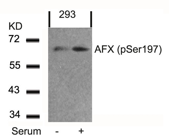 AFX(Phospho-Ser197) Antibody