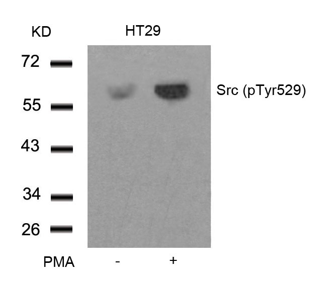 Src(Phospho-Tyr529) Antibody