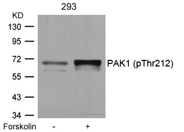 PAK1(Phospho-Thr212) Antibody