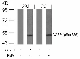 VASP(Phospho-Ser239) Antibody