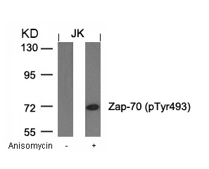 Zap-70(Phospho-Tyr493) Antibody
