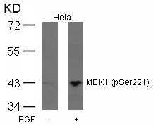 MEK1(Phospho-Ser221) Antibody