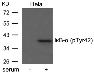 IkB-a(Phospho-Tyr42) 
Antibody