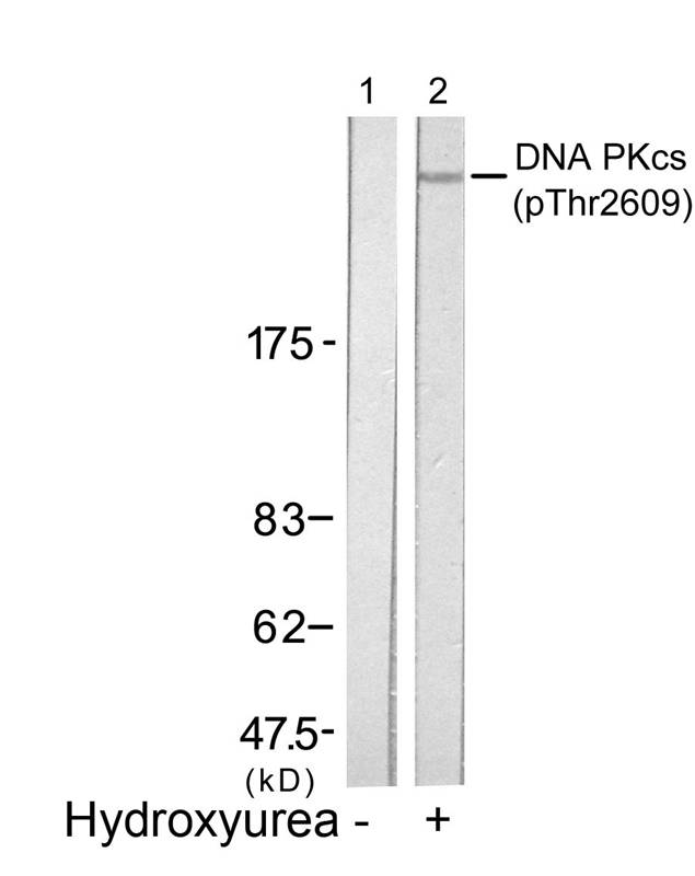 DNA PKcs(Phospho-Thr2609) Antibody